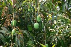 Mangifera indica